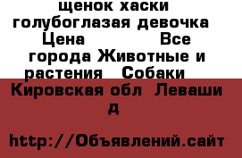 щенок хаски  голубоглазая девочка › Цена ­ 12 000 - Все города Животные и растения » Собаки   . Кировская обл.,Леваши д.